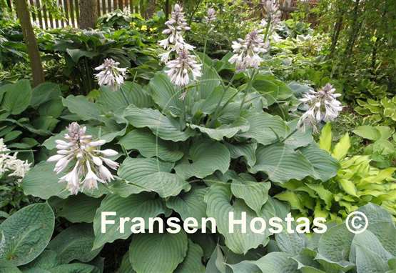 Hosta Giant FH Collection 2024